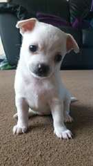 Chihuahua disponible maintenant