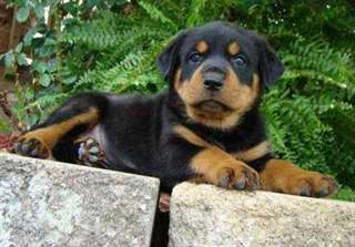 chiots rottweiler mâle et femelle lignée allemande