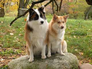 Chiots de chien de Berger islandais. Champion AKC