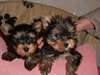 A donner 02 chiots type yorkshire - photo 1