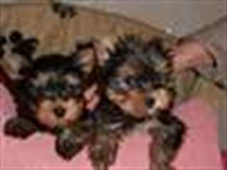 A donner 02 chiots type yorkshire