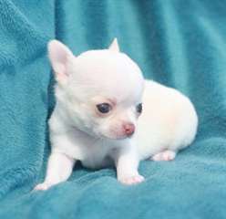 NOUS AVONS DES TRES BEAUX CHIOTS CHIHUAHUA