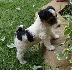 Wire Fox Terrier - trouver notre prix le plus bas