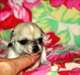 Adorable chihuahua recherche gentil maître ou maî - photo 2