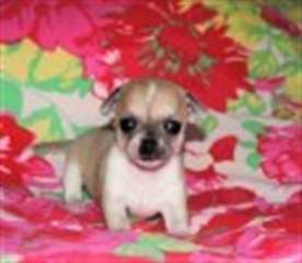Adorable chihuahua recherche gentil maître ou maî