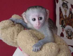 Singes capucins