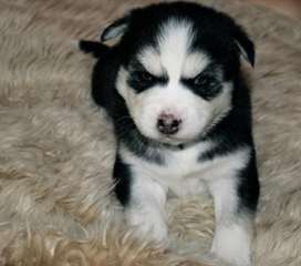 AKC enregistré Alaskan Husky avec des marques noir