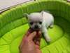 Superbe chihuahua 1 mâle et une 1 femelle non lof - photo 1