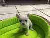 Superbe chihuahua 1 mâle et une 1 femelle non lof - photo 2