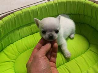 Superbe chihuahua 1 mâle et une 1 femelle non lof