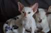 Magnifiques chatons Siamois - photo 1