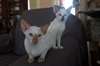 Magnifiques chatons Siamois - photo 3