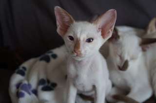 Magnifiques chatons Siamois