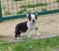 Superbe male boston terrier - photo 1