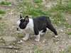 Superbe male boston terrier - photo 2