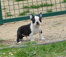 Superbe male boston terrier