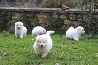 Magnifiques berger blanc suisse