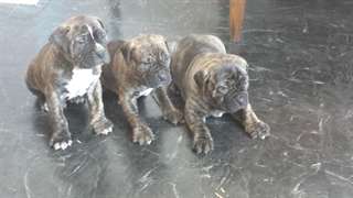 Bullmastiff Puppies for adoption-email for picture