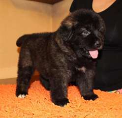 Qualité importé caucasien Ovcharka chiot à vendre