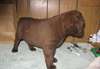 Chesapeake Bay Retriever puppies garçons et filles - photo 1