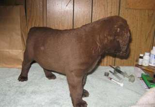 Chesapeake Bay Retriever puppies garçons et filles