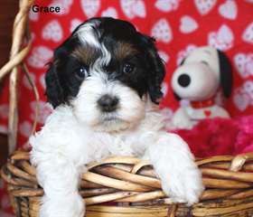 chiots cockapoo F1, ckc, mignon, bouclé, basse/fou