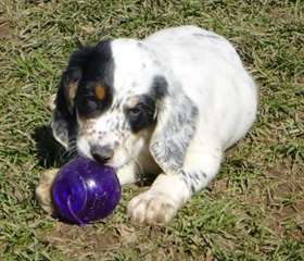 Chiots enregistrés de Setter Anglais