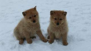 Chiots Spitz finlandais à vendre!!!!