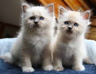 Chaton, Sacré de Birmanie, bébés  Magnifiques bébé