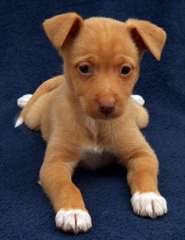 Podenco chiots sont disponibles et prêts à répond