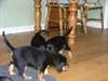 Valentine Otterhound chiots Chiots seul vente Ces - photo 1