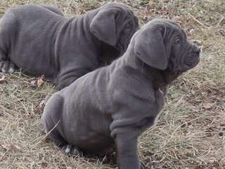 Chiots mastiff napolitain de KC Reg disponible Ce