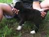 Chiots de Curs à vendre montagne disponible Ces c - photo 1