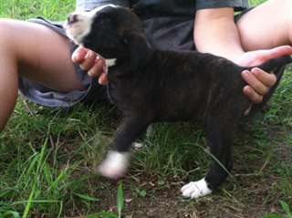 Chiots de Curs à vendre montagne disponible Ces c