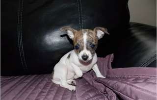 Chiot femelle chihuahua poils courts