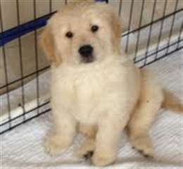 Adorables chiots Golden Retriever