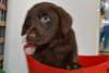 Chiots Labrador retriever noir disponible dès main - photo 1