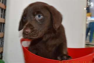 Chiots Labrador retriever noir disponible dès main