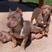 Chiots amstaff de race pure pour les amoureux - photo 1