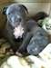 Chiots amstaff de race pure pour les amoureux - photo 2
