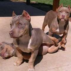 Chiots amstaff de race pure pour les amoureux
