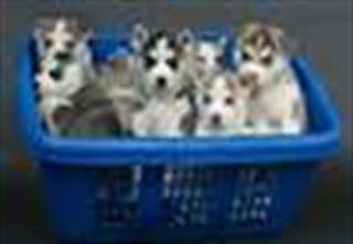 Chiots siberian husky de très bonne race pure