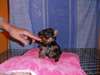 Mini Yorkshire de 03 mois a donner - photo 1