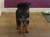 Superbe Chiot berger allemend LOF a donner - photo 1