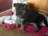 Superbe Chiot berger allemend LOF a donner - photo 2