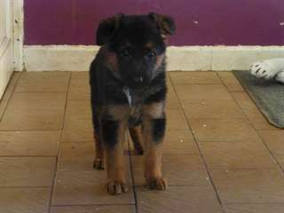 Superbe Chiot berger allemend LOF a donner