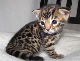 Chatons bengal