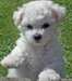 magnifique Bichon frisé maltais mâle - photo 1