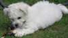 magnifique Bichon frisé maltais mâle - photo 2