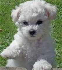 magnifique Bichon frisé maltais mâle